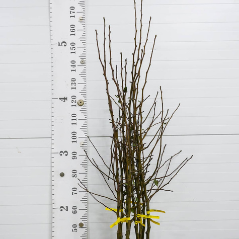 Grusza Kongresówka Plant Pack