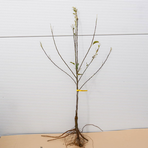 Jabłoń Elstar Plant Pack