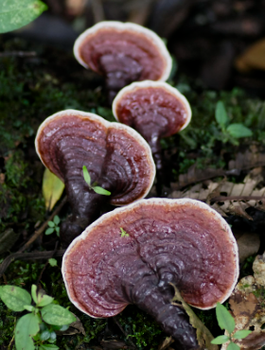 Lakownica lśniąca Reishi Professional 1l
