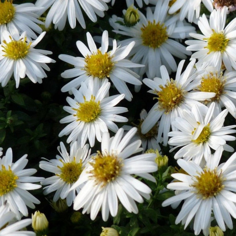 Aster owłosiony Monte Cassino biały (C2)