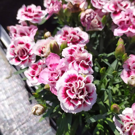 Goździk ogrodowy Purple Picotee (C2)