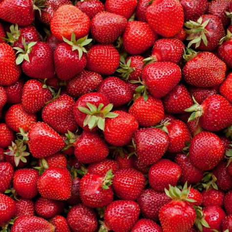 Truskawka Kent średnio wczesna FRIGO