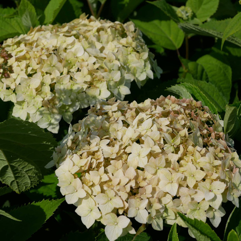 Hortensja drzewiasta Candybelle Marshmallow (C2)