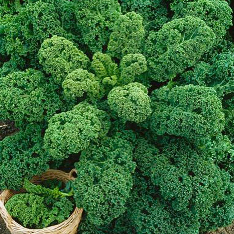 Jarmuż kędzierzawy Westlandse Herfst Nasiona ekologiczne Bio 2g 