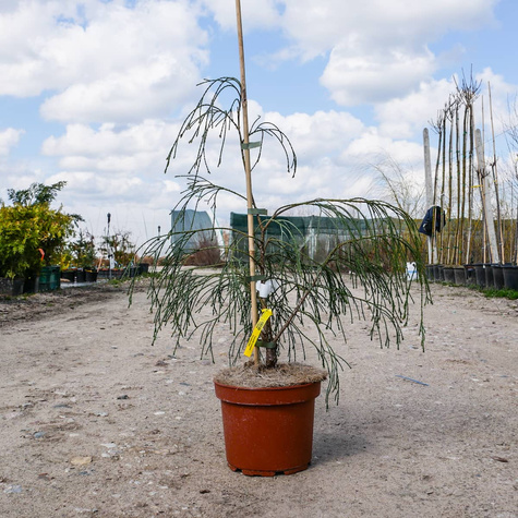 Cyprysik Lawsona 'Drooping Solo'