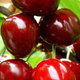 Czereśnia Karesova Plant Pack