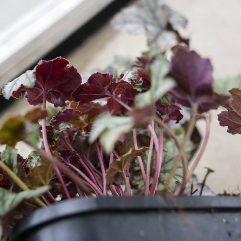 Żurawka ogrodowa Iced Lilac (C2)