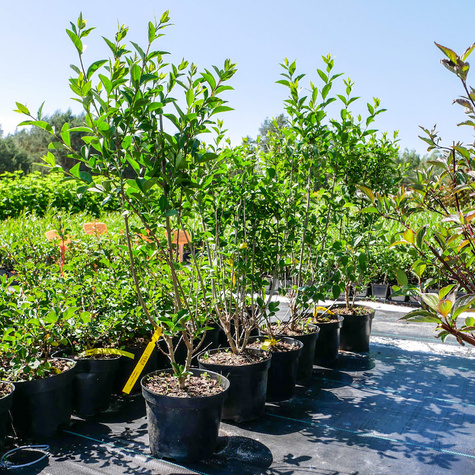 Ligustr pospolity Lodense (P9)