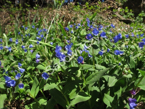 Miodunka długolistna (C2)