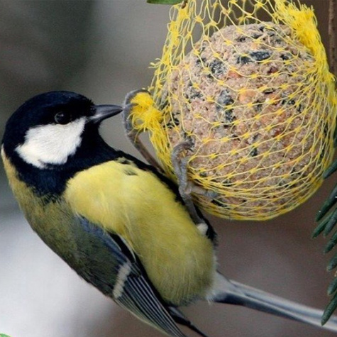 POKARM DLA PTAKÓW - ZESTAW 6 kul 100g (ME65)