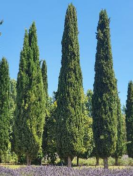 Cis pospolity Fastrigiata Robusta 