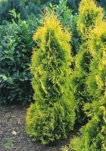 Thuja Tuja Żywotnik zachodni Yellow Ribon (P9)