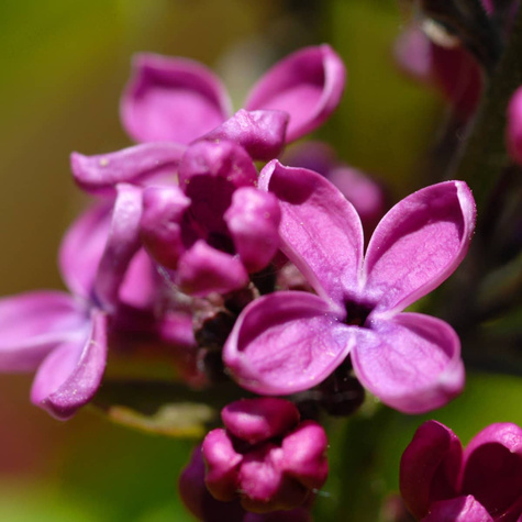 Lilak pospolity Charles Joly czerowno-purpurowy pełny pachnący (C2)