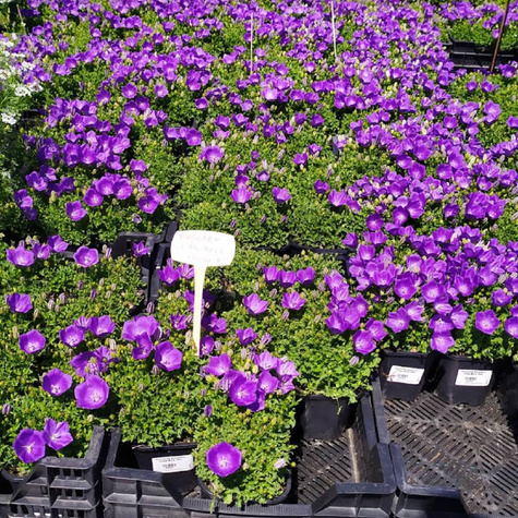 Dzwonek Karpacki Perla Blue (C2)