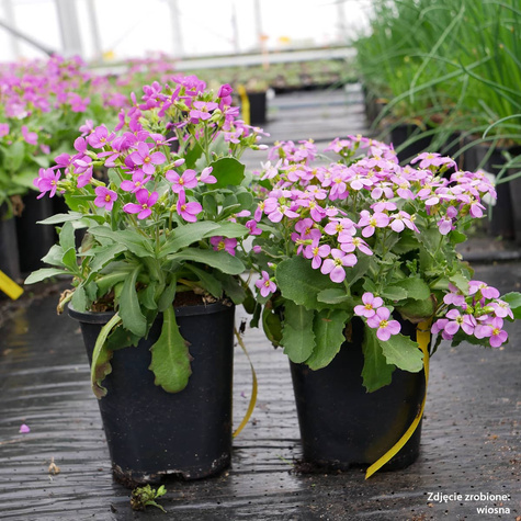 Gesiówka kaukaska Pinkie (C2)