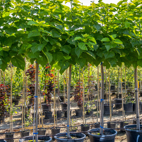 Katalpa szczepiona na pniu Surmia Bignoniowa Nana (Pa 160/200, obw. 6-10, H-200/300)