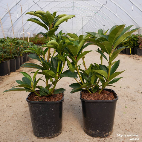 Rododendron Annah Kruschke (C2)