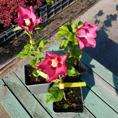 Ketmia syryjska Woodbridge (P9)