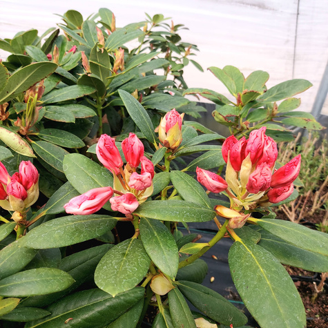 Różanecznik wielkokwiatowy Virginia Richards (C2)