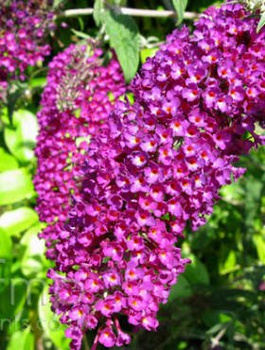 Budleja Dawida Nanho Purple różowo-fioletowa (C2)