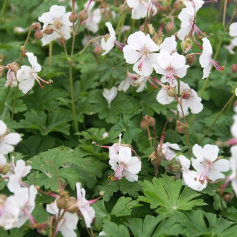 Bodziszek kantabryjski Biokovo (C2)