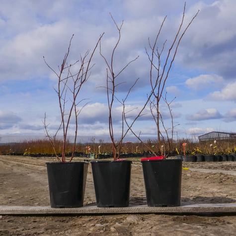 Borówka amerykańska Jersey średnio wczesna (C2)