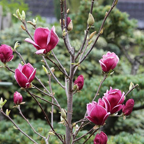 Magnolia Mighty Mouse