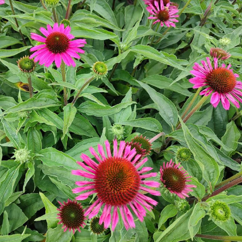 Jeżówka purpurowa Papallo Classic Rose (C2)