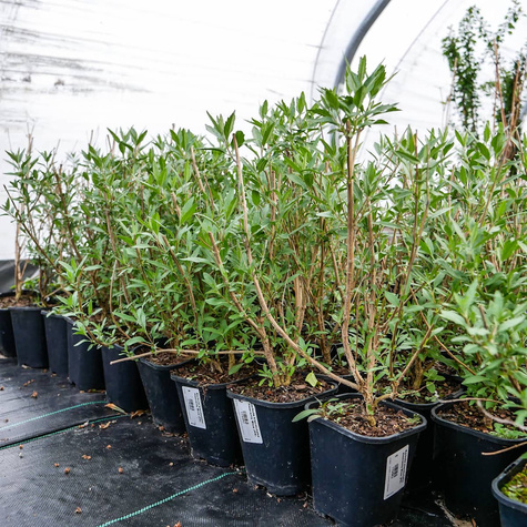 Barbula klandońska Heavenly Blue (C2)