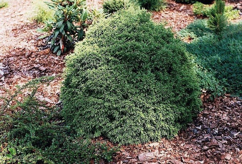 Żywotnik zachodni Tuja Thuja Recurva Nana