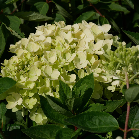 Hortensja bukietowa Bombshell (C2)