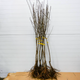 Śliwa japońska Czarna Plant Pack