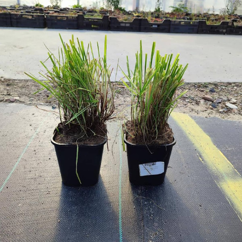 Drżączka średnia Russels