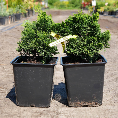 Cyprysik tępołuskowy Nana Gracilis