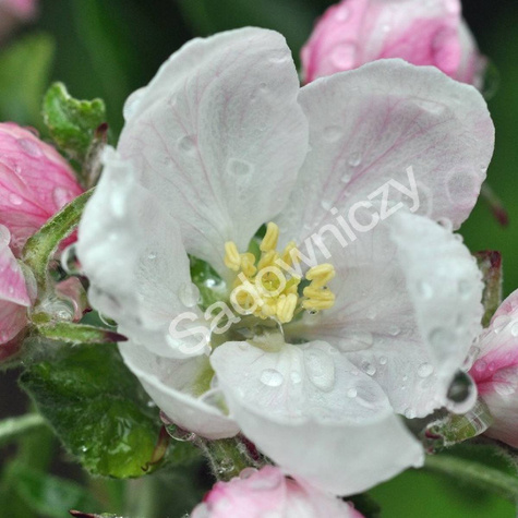 Jabłoń Celesta mrozoodporna w doniczce (C2)