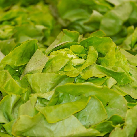 Sałata głowiasta masłowa Bona wczesna 1g