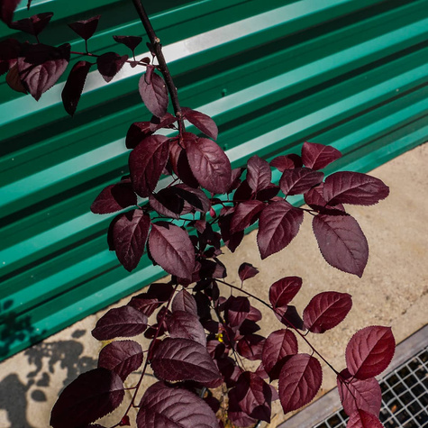 Śliwa wiśniowa Pissardii szczepiona na pniu