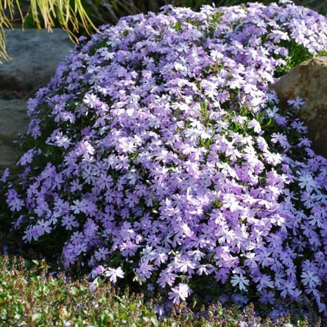 Płomyk szydlasty Floks niebieski (C2)