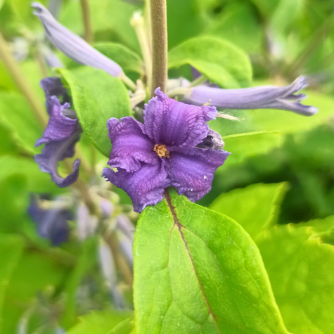Powojnik Clematis barszczolistny rurkowaty Cassandra