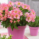 Alstremeria ogrodowa Sunshine (C2)