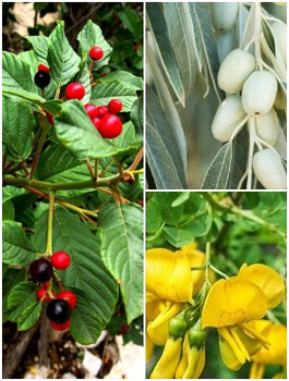 Zestaw Żywopłot Nie Do Zdarcia Plant Pack