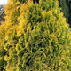 Thuja Tuja Żywotnik zachodni Jantar (C5)