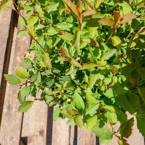 Sztobry Tawuła van Houtte'a Medeloch 10szt.