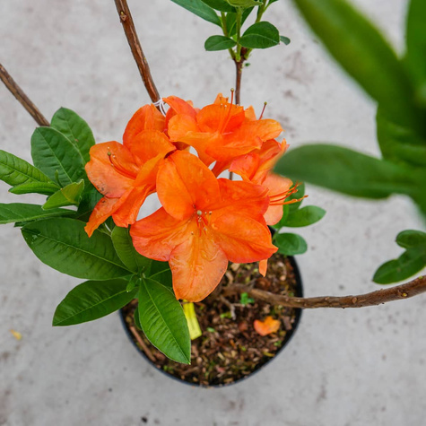 Azalia wielkokwiatowa Soczysta pomarańczowa (C2)
