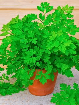 Pietruszka liściowa naciowa Fest 1g