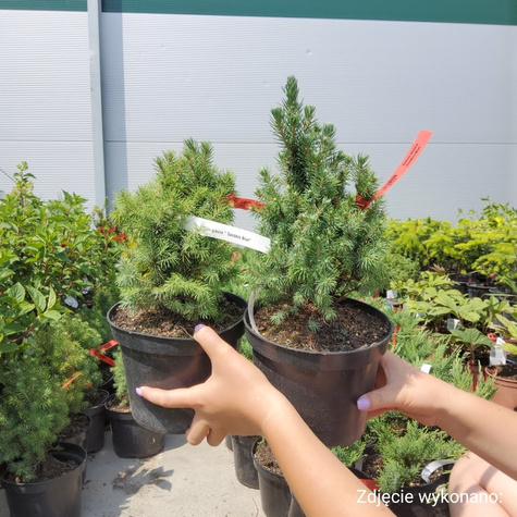 Świerk Glauca Sanders Blue