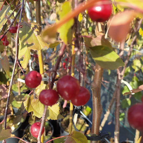 Jabłoń ozdobna purpurowa Pendula