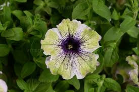 Surfinia Amazonas Plum Cockatoo limonkowo-biała z fioletowym środkiem NOWOŚĆ