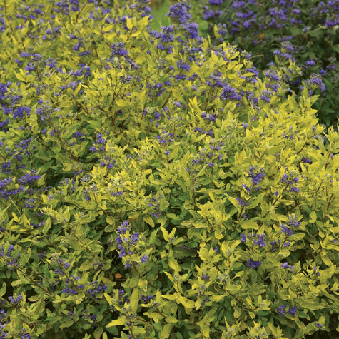 Barbula klandońska Gold Crest (C2)