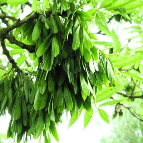 Jesion Wyniosły Drzewo miododajne (C2)